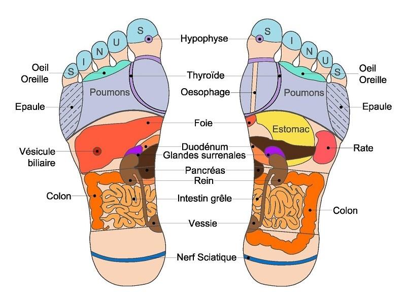 Reflexologie Plantaire